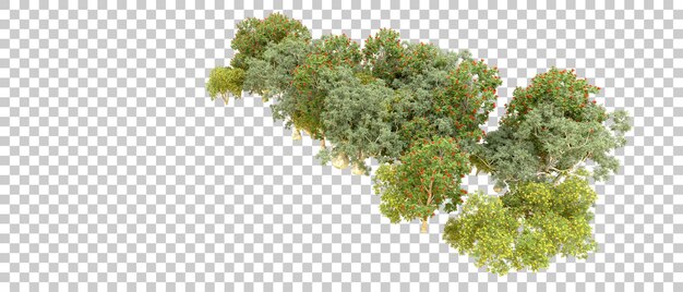 Bosque verde aislado en el fondo Ilustración de renderización 3D