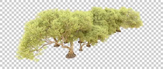Bosque verde aislado en el fondo Ilustración de renderización 3D