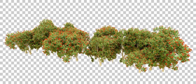 Bosque verde aislado en el fondo Ilustración de renderización 3D