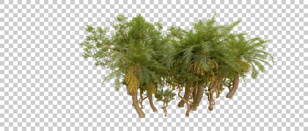 Bosque verde aislado en el fondo Ilustración de renderización 3D