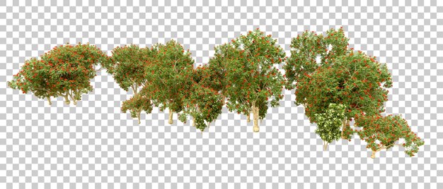 Bosque verde aislado en el fondo Ilustración de renderización 3D