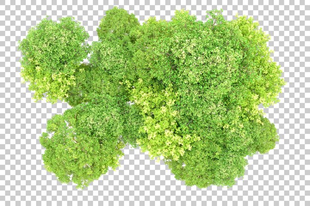 Bosque verde aislado en un fondo transparente Ilustración de renderización 3D