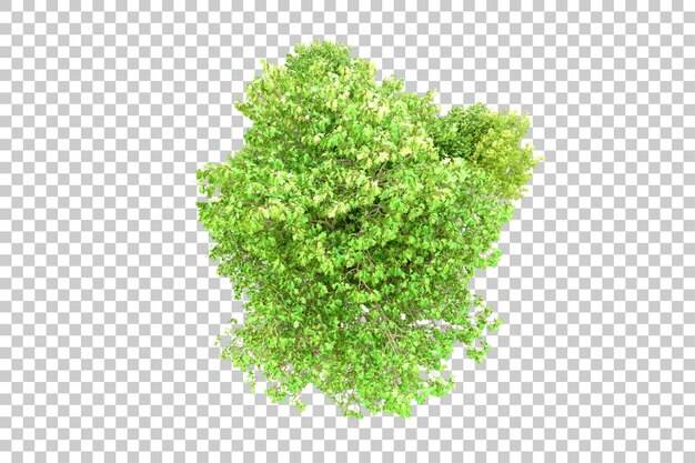 Bosque verde aislado en un fondo transparente Ilustración de renderización 3D