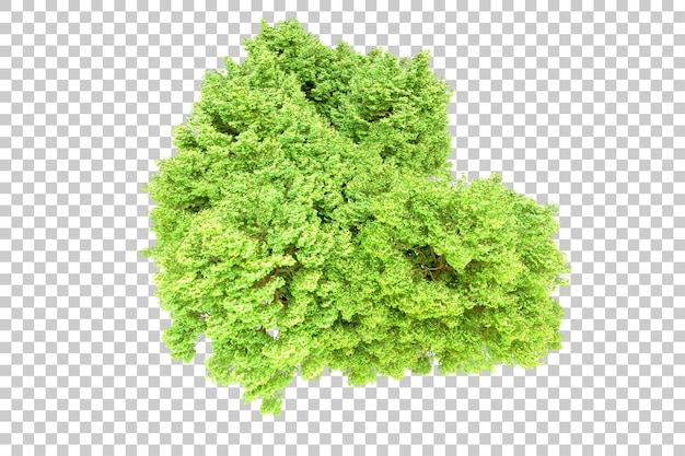 Bosque verde aislado en un fondo transparente Ilustración de renderización 3D