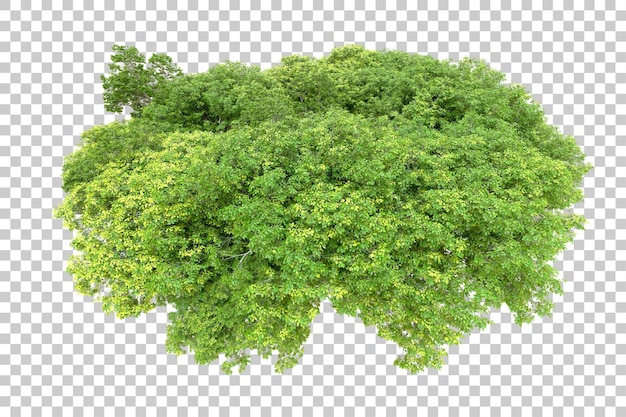 Bosque verde aislado en un fondo transparente Ilustración de renderización 3D