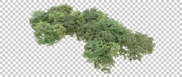 Bosque verde aislado en un fondo transparente Ilustración de renderización 3D