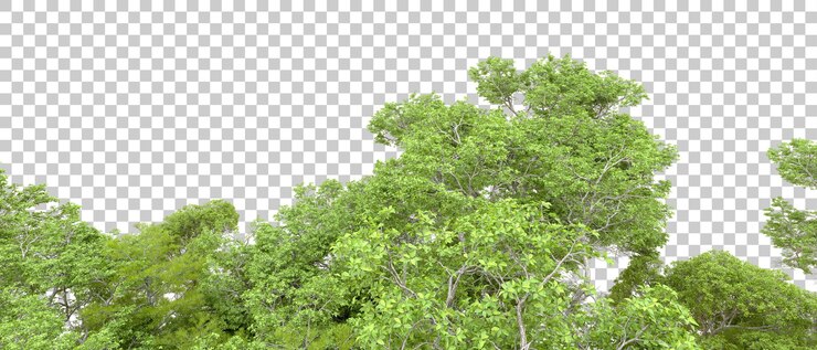 PSD bosque verde aislado en un fondo transparente ilustración de renderización 3d