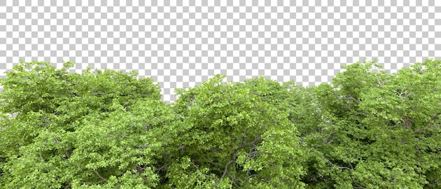 PSD bosque verde aislado en un fondo transparente ilustración de renderización 3d
