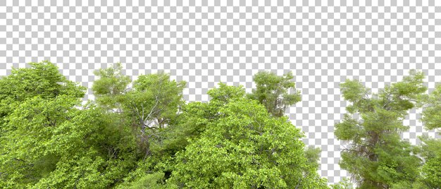 PSD bosque verde aislado en un fondo transparente ilustración de renderización 3d