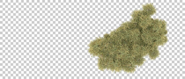PSD bosque verde aislado en la ilustración de renderizado 3d de fondo