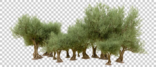 PSD bosque verde aislado en la ilustración de renderizado 3d de fondo