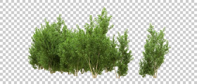 PSD bosque verde aislado en la ilustración de renderizado 3d de fondo