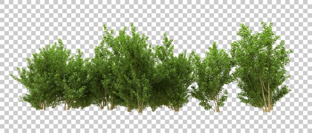 PSD bosque verde aislado en la ilustración de renderizado 3d de fondo