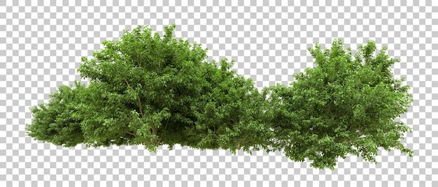 Bosque verde aislado en la ilustración de renderizado 3d de fondo