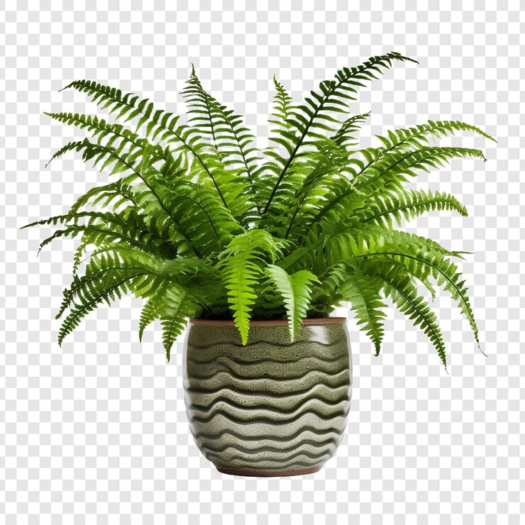 PSD boston fern nephrolepis exultate png aislado sobre fondo transparente