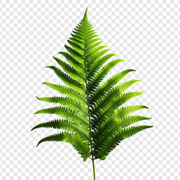 PSD boston fern nephrolepis exultate png isolado em fundo transparente