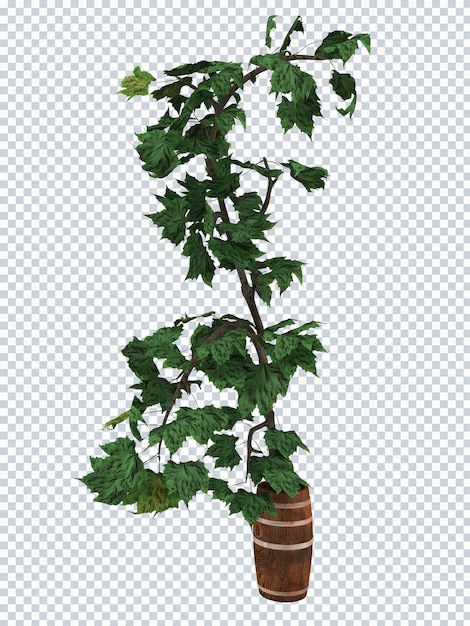 Boston Ivy plantas en maqueta de maceta