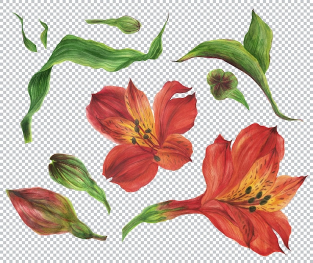 PSD botanische aquarellillustration. rotes alstroemeria-set