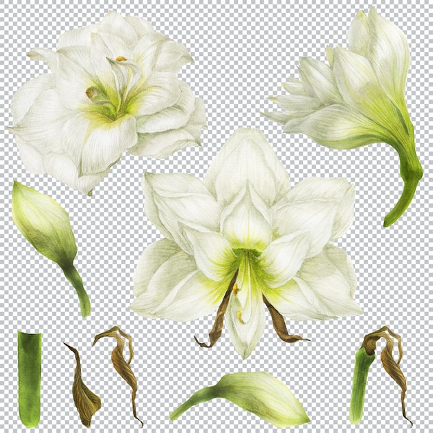 PSD botanische aquarellillustration weiße hippeastrum große blume