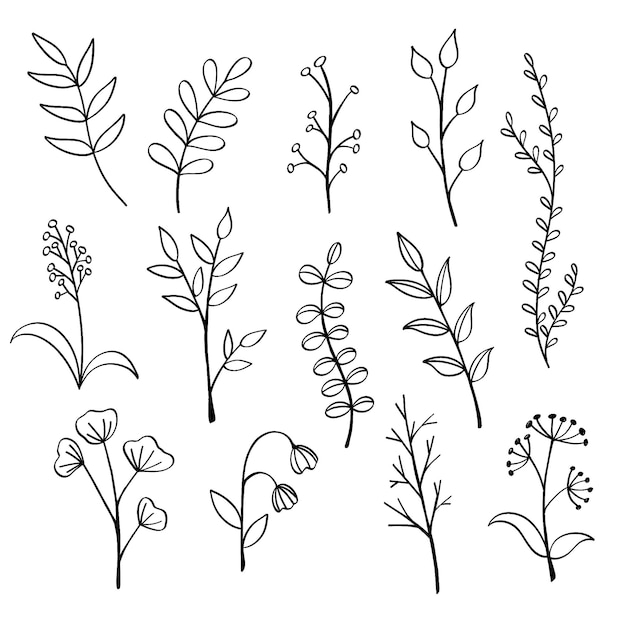 Botanische Elemente Handzeichnung