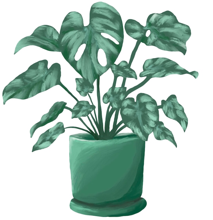 PSD botanische malerei der monstera-pflanze