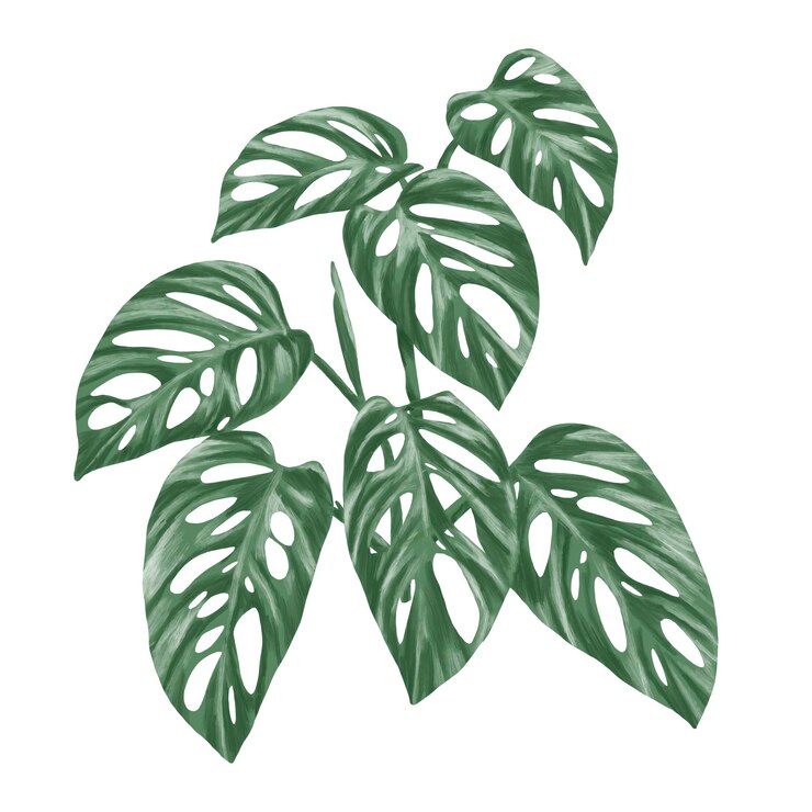 PSD botanische malerei der pflanze monstera adansonii