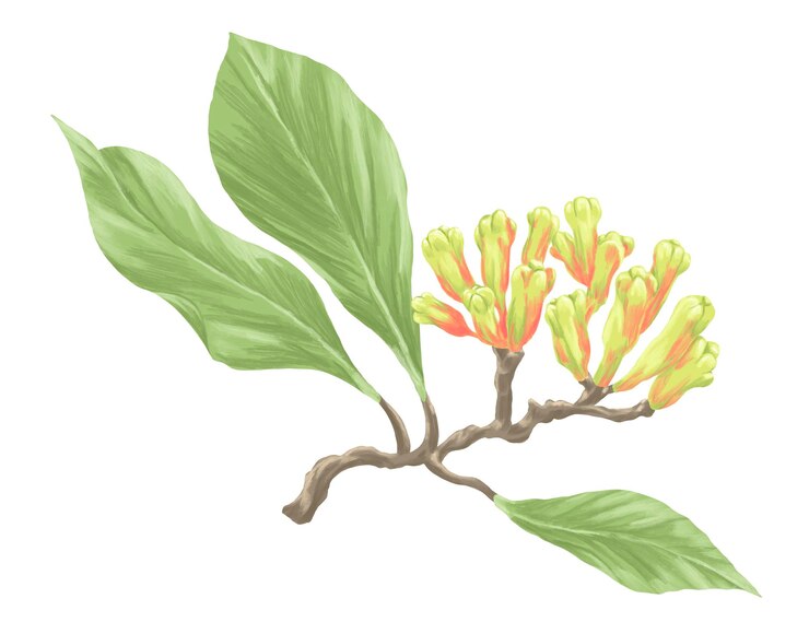PSD botanische pflanzenillustration mit knoblauchblüten