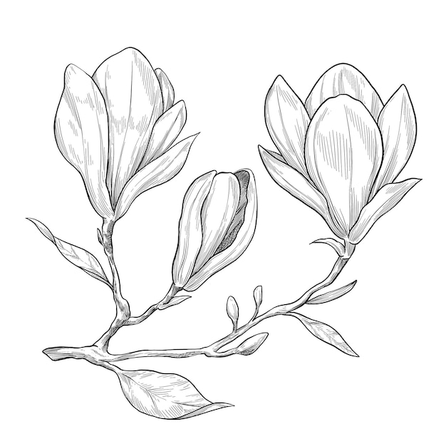 Botanische Skizzenillustration der Magnolienblume