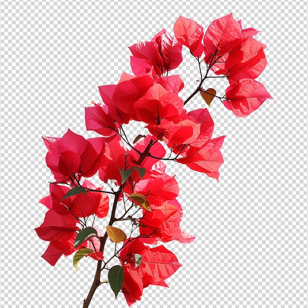 Bougainvillea-blumen auf durchsichtigem hintergrund