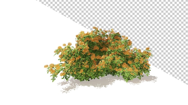 Bougainvillea-orangenbaum mit isoliertem baum 3d render