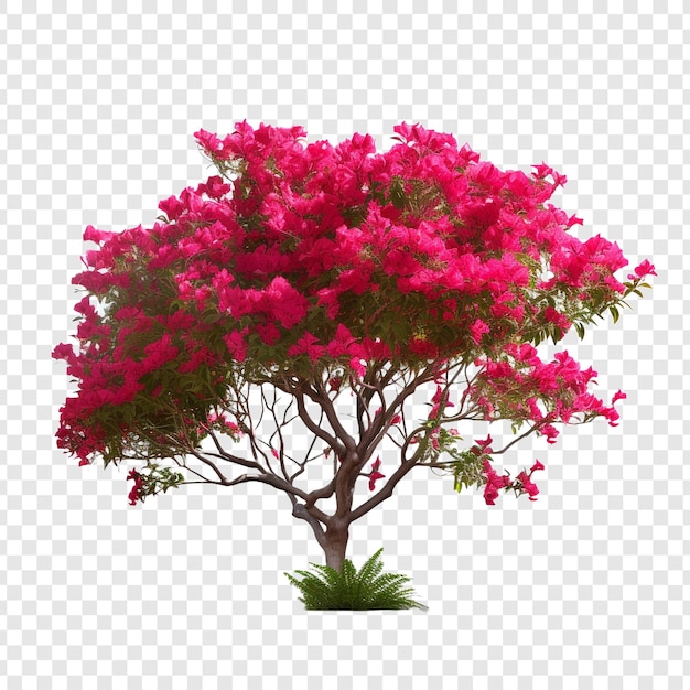 PSD bougainvillea png isoliert auf transparentem hintergrund