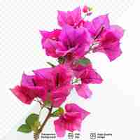 PSD bougainvillea rouge violet qui a le surnom de fleur de papier parce que les pétales sont très minces et ressemblent à du papier