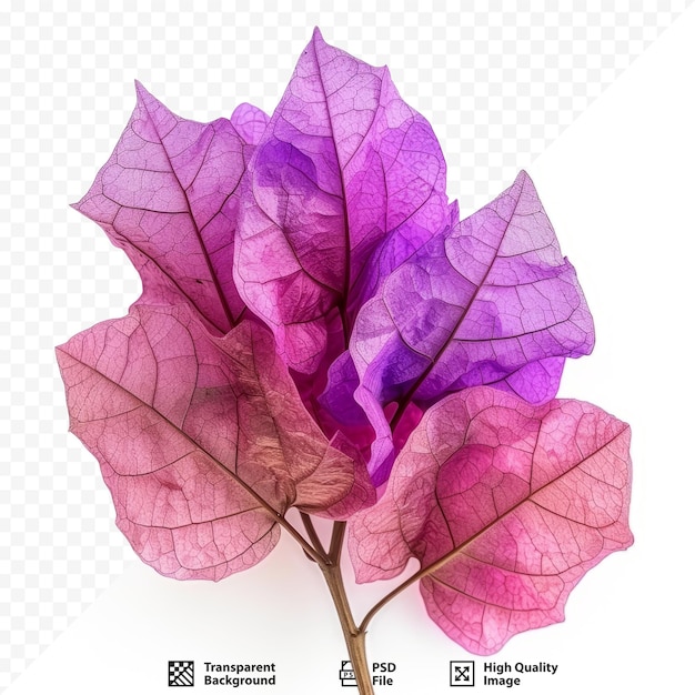 PSD bougainvillea rouge violet qui a le surnom de fleur de papier parce que les pétales sont très minces et ressemblent à du papier