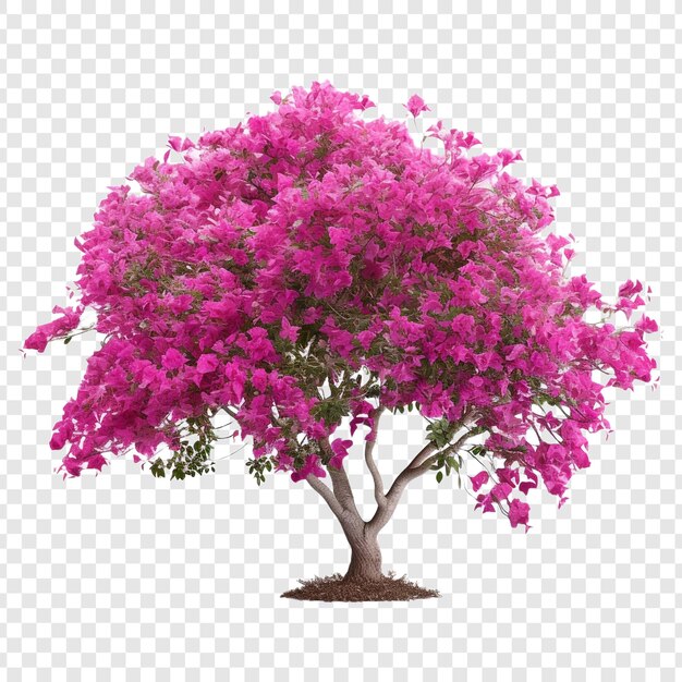 Bougainvilliers Png Isolé Sur Fond Transparent