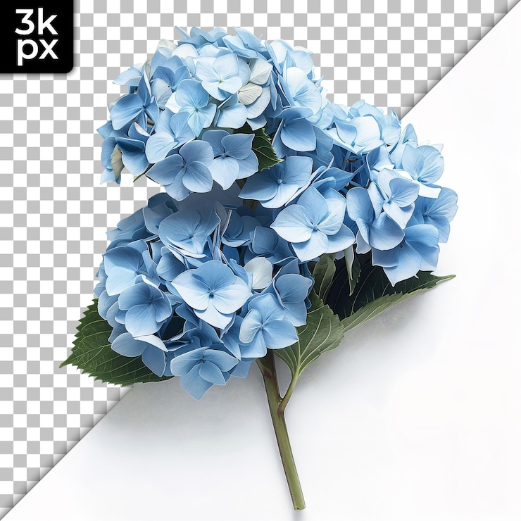 PSD bouquet de hortênsia azul em fundo transparente