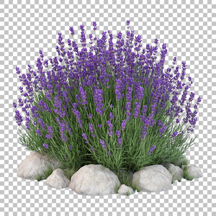 PSD bouquet de lavanda e bunch com flores roxas detalhes realistas isolados em fundo transparente