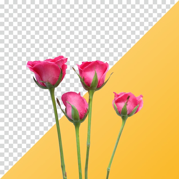 Bouquet de rosas cor-de-rosa