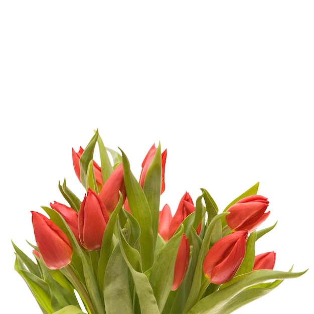 Bouquet de tulipas vermelhas