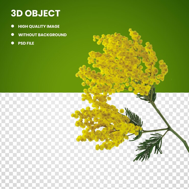 Bouquet di fiori di mimosa