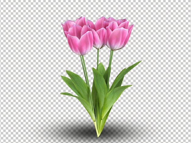 Bouquet di tulipani rosa su uno sfondo trasparente