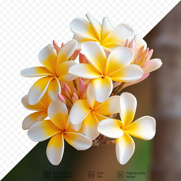 PSD un bouquet de fleurs avec une photo d'une fleur.