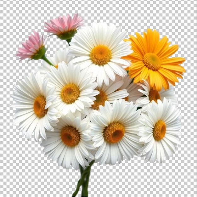 Bouquet de marguerites sur un fond blanc isolé isolé
