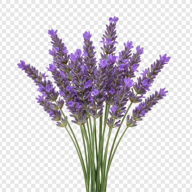 Un bouquet vibrant de fleurs de lavande fraîches sur un fond transparent