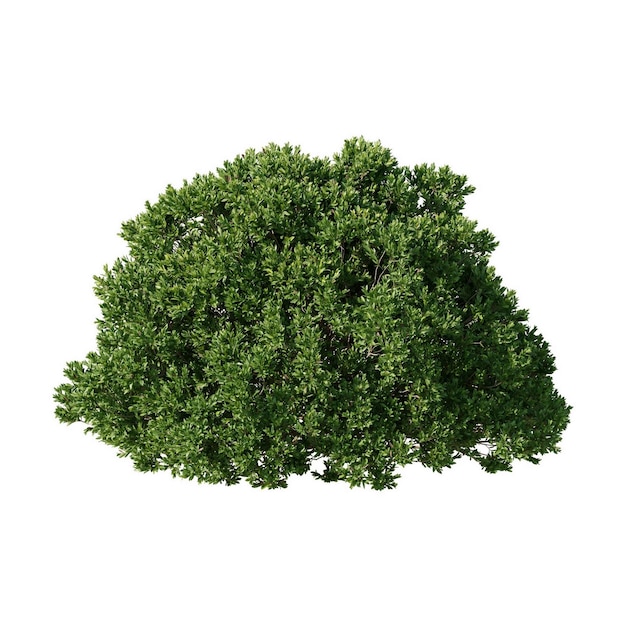 Boxwood planta de hierba cerca de jardín planta de jardín decoración