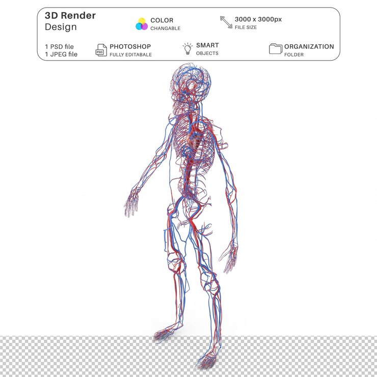 PSD boy body circulatory system 3d modeling psd file realistic human anatomy