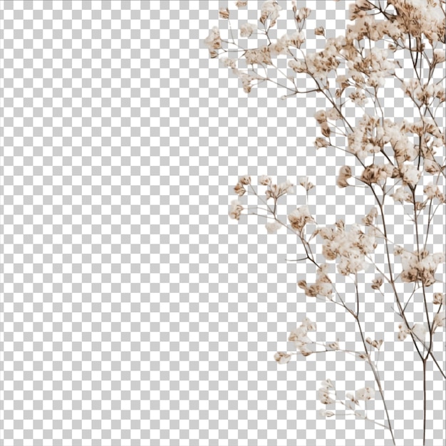 branche d'arbre sur un fond transparent