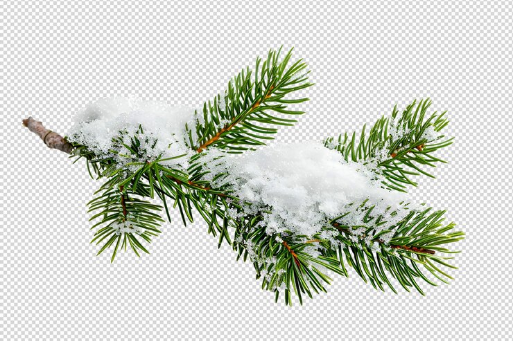 une branche d'un arbre de Noël avec de la neige dessus