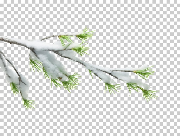 PSD branche d'arbre de noël avec de la neige isolée sur un fond transparent png psd