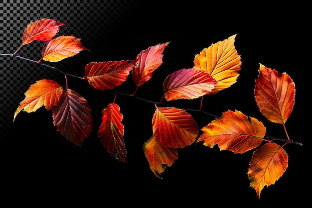 Branche d'automne avec des feuilles colorées