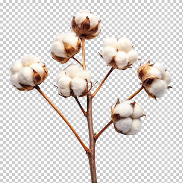 PSD branche de fleur de coton sur un fond transparent